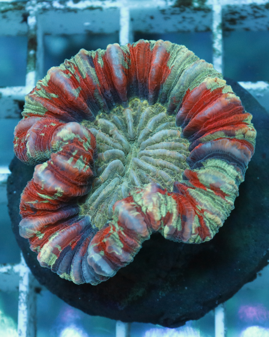 Trachyphyllia Red