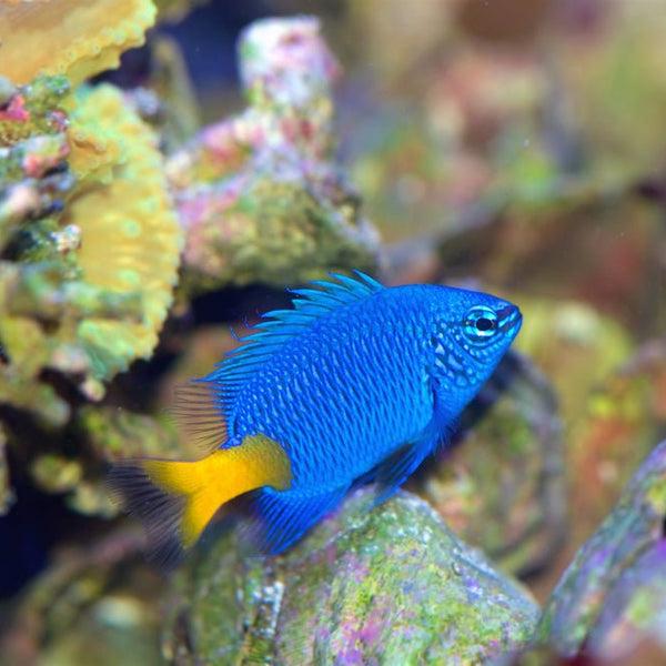 Damisela azul cola amarilla Chrysiptera parasema de CoralMastery para acuarios marinos.