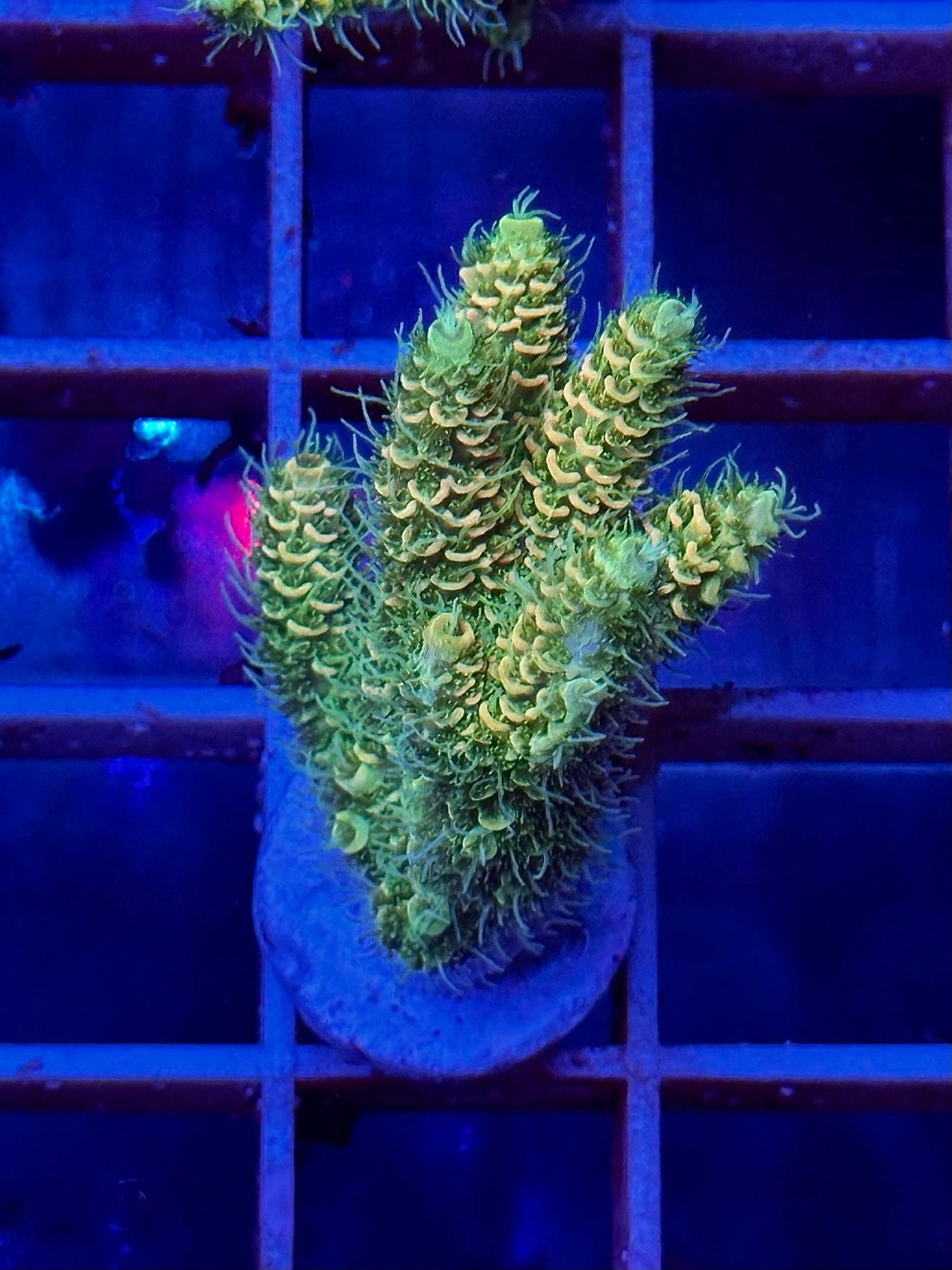 Acropora MILLEPORA GOLDEN GREEN