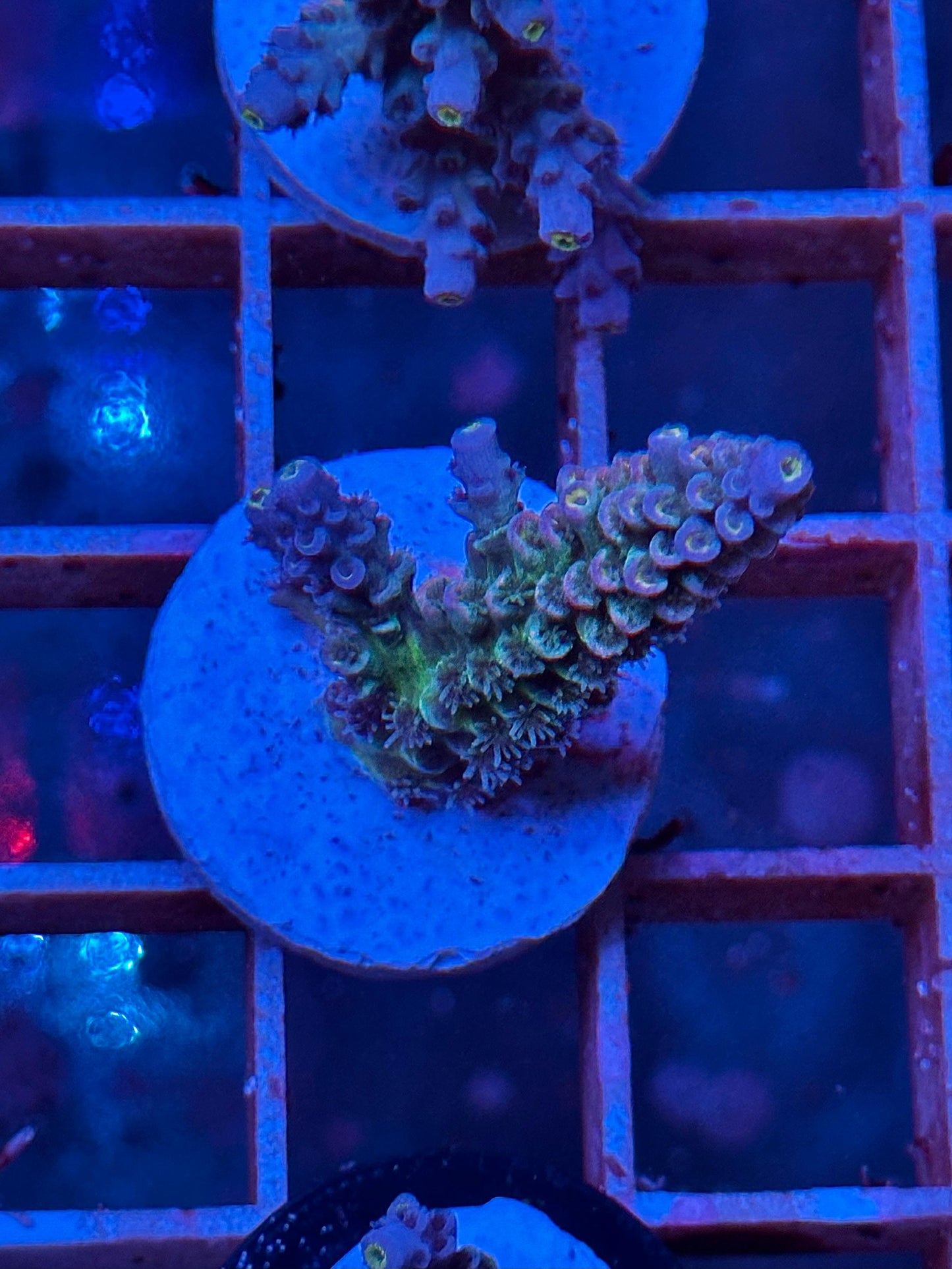 Acropora Tenuis Walt Disney