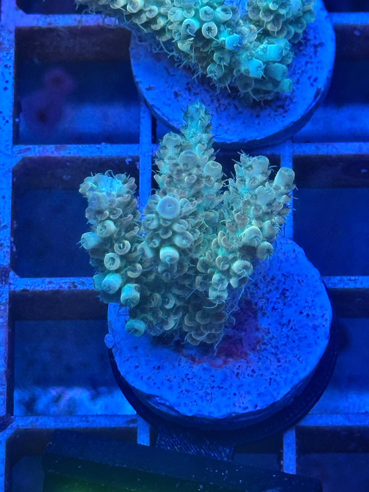 Acropora millepora "Electric Daisy" AC02