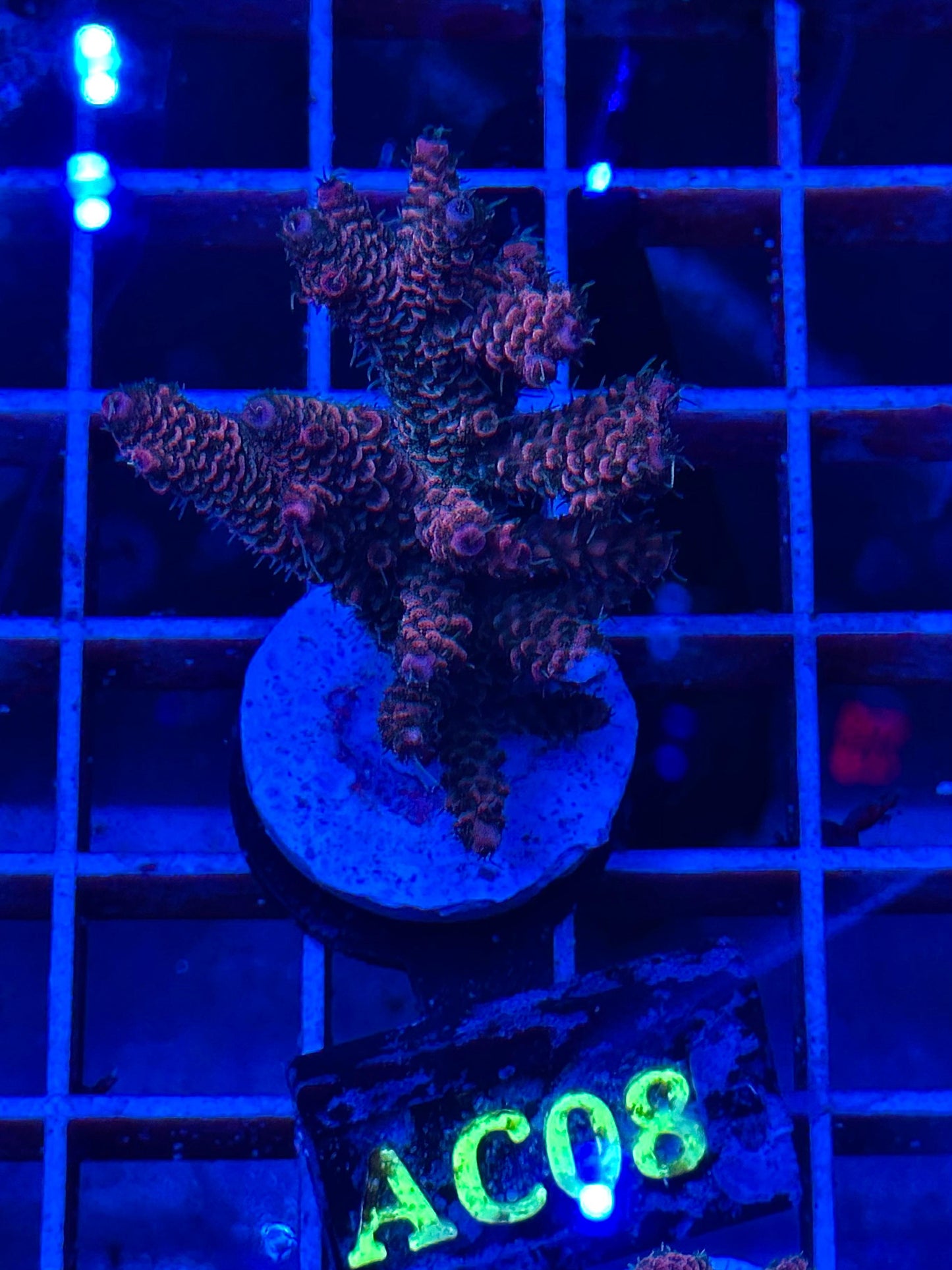 Acropora millepora "RED Sunset"