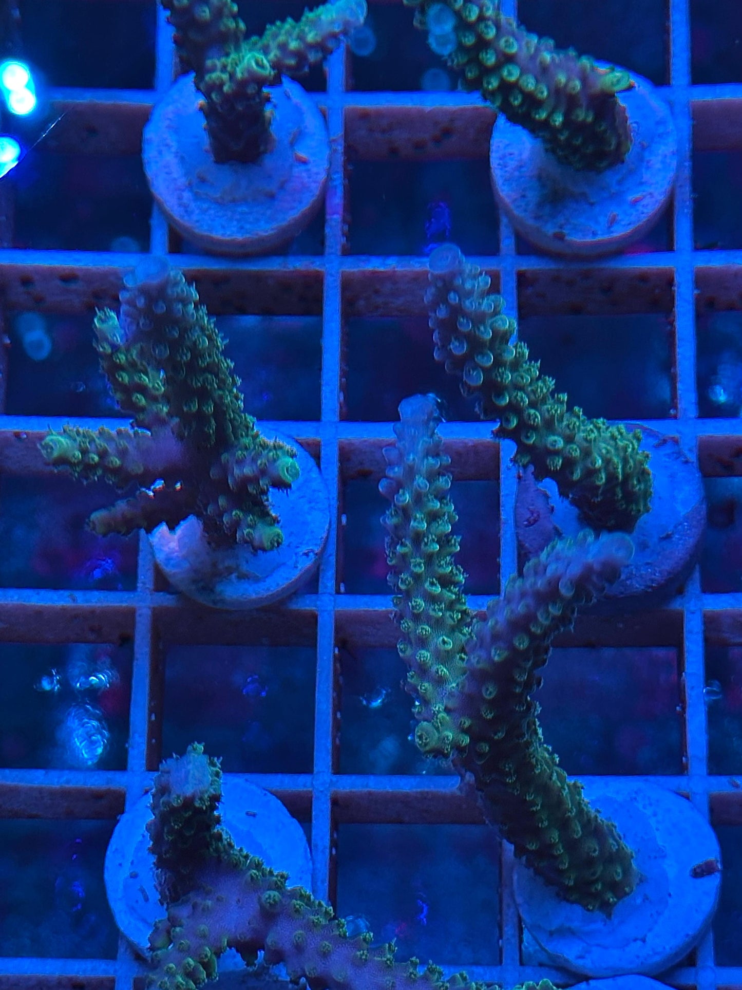 Acropora válida "JOKER"