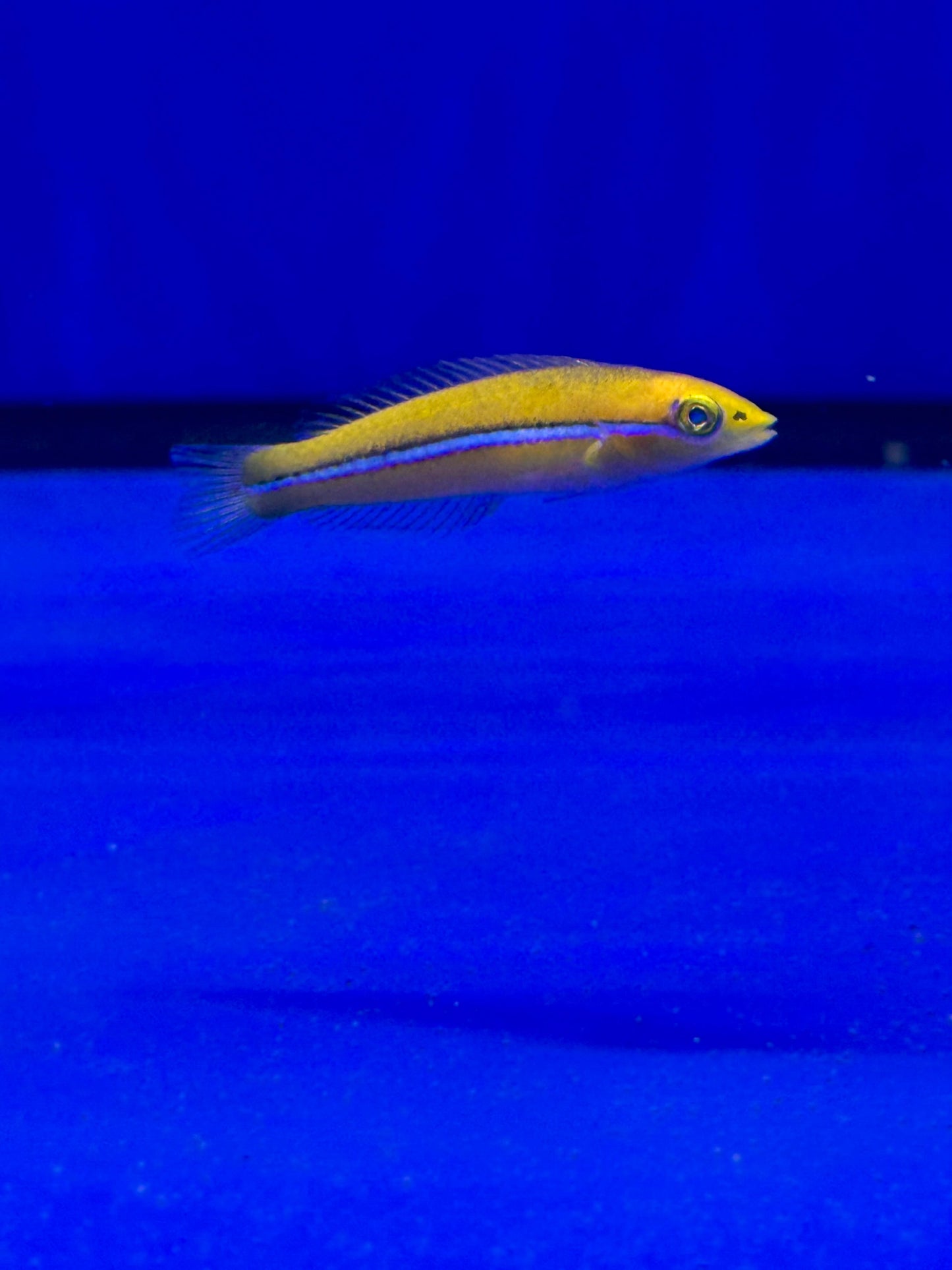 Halichoeres garnoti (Lábrido de Garnot / Yellowhead Wrasse) - CoralMastery | PECES