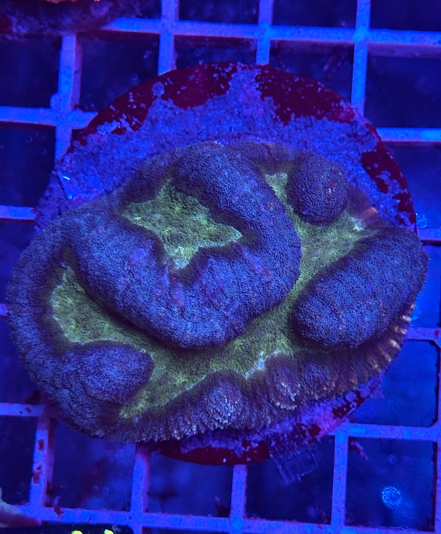 Symphyllia sp. WYSIWYG "Green Center & Dark Blue Rim" (Coral cerebro de centro verde y borde azul oscuro) L003 - CoralMastery