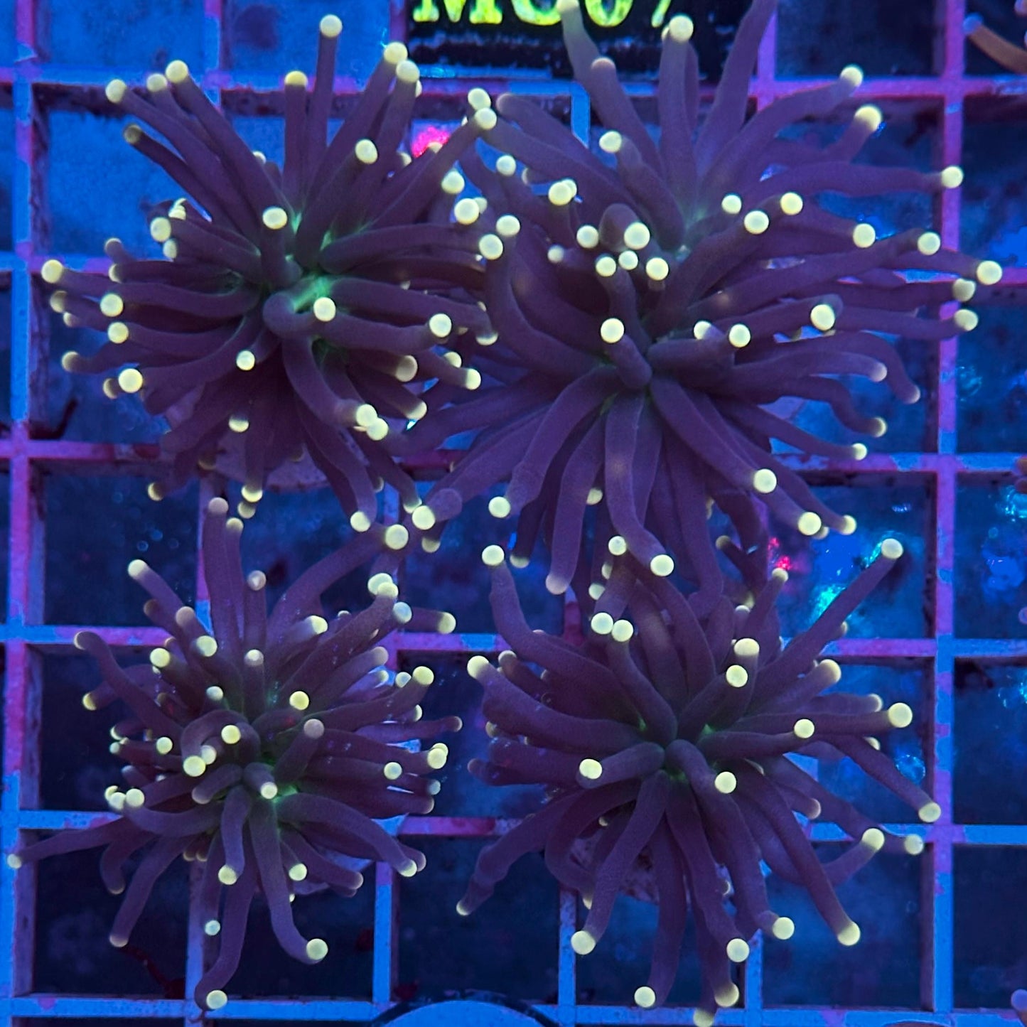 Euphyllia glabrescens "Black Torch" (Yellow Tips) (Antorcha Negra / Black Torch Coral) - vista 2
