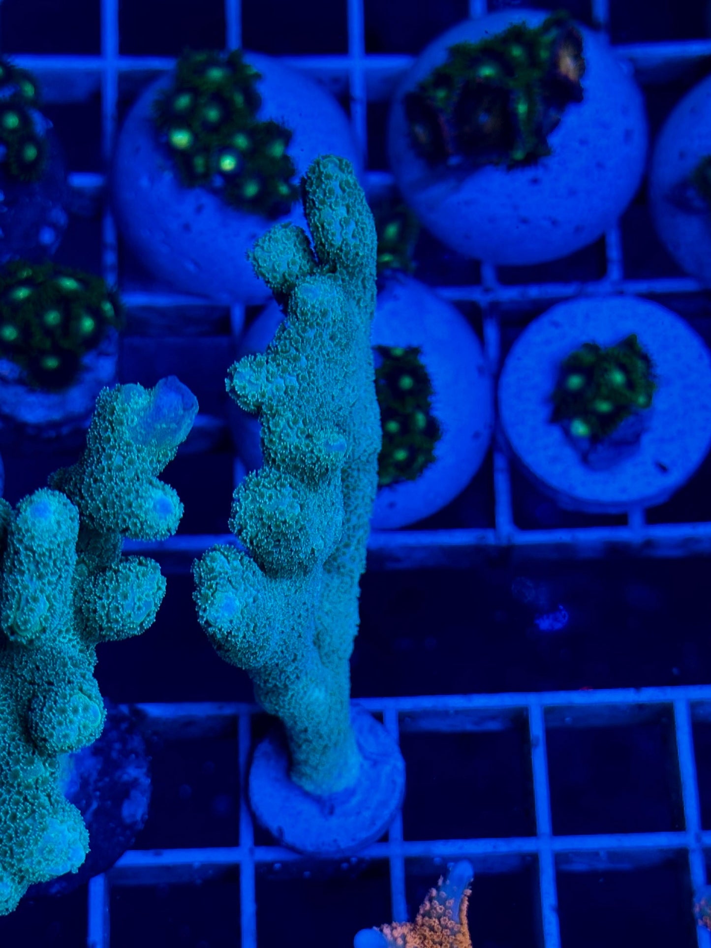 Montipora digitata