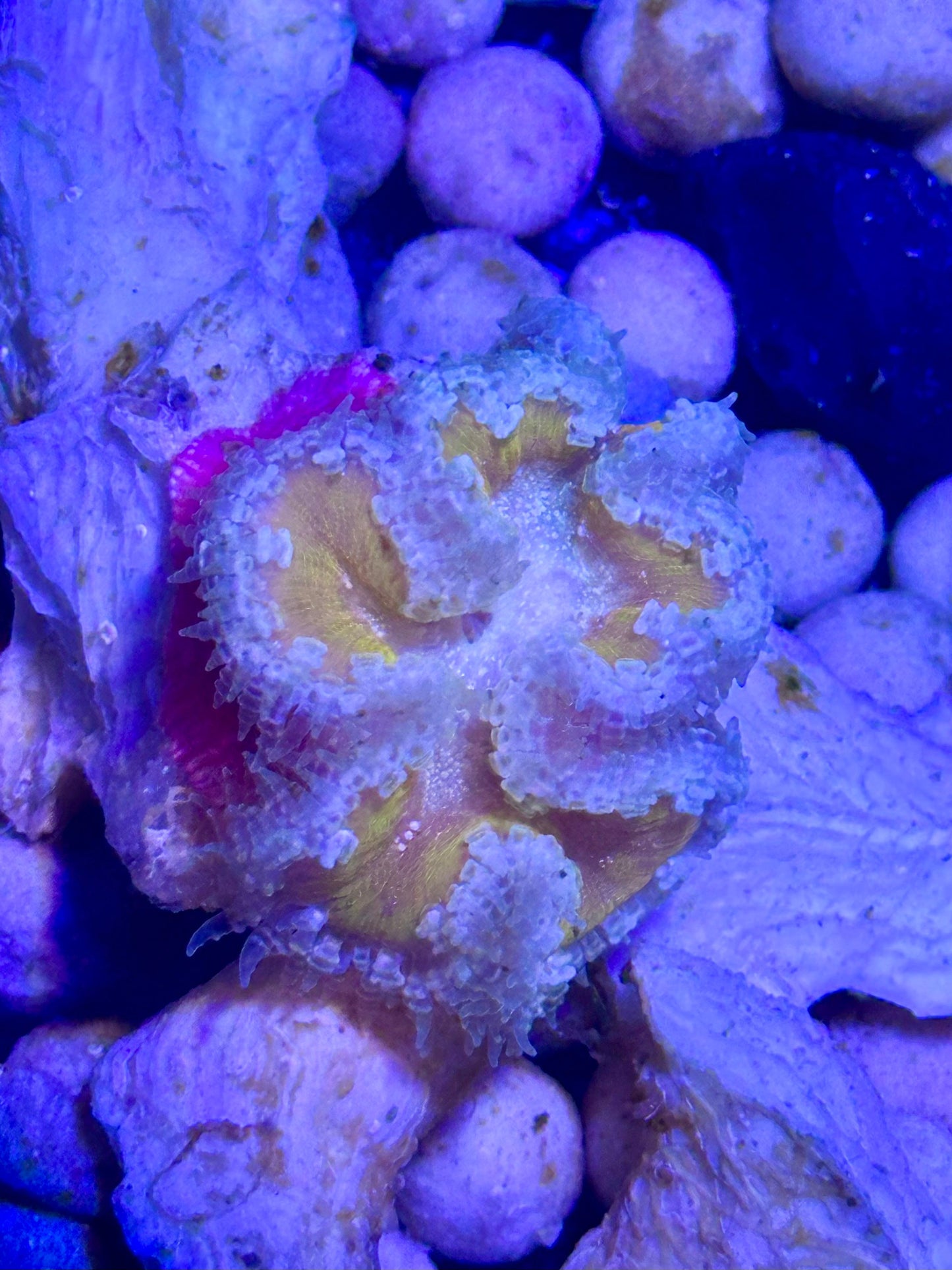Anémona roja de roca (Phymanthus crucifer) - CoralMastery | ANÉMONAS