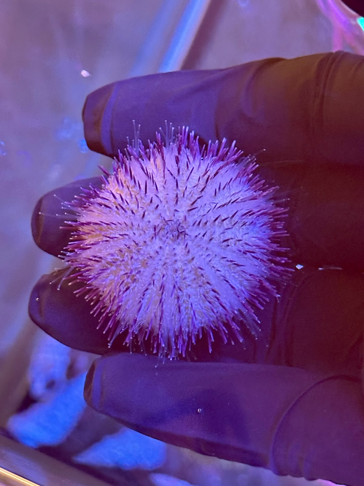 Lytechinus variegatus (Erizo recolector variado / Variegated Sea Urchin)