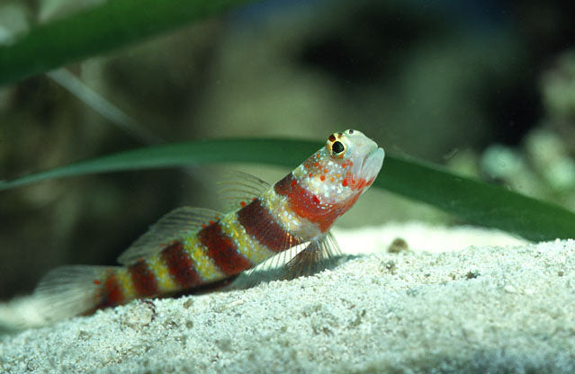 Amblyeleotris wheeleri – Gobio de Wheeler