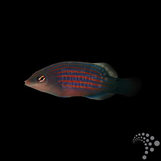 Lábrido de Seis Líneas - Pseudocheilinus hexataenia