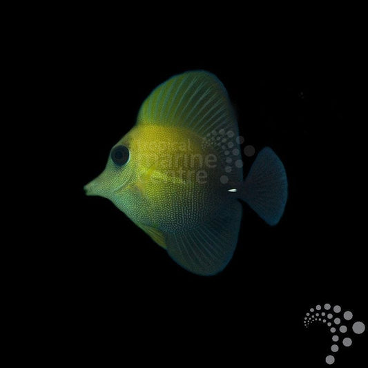 Pez Cirujano Vela - Zebrasoma scopas