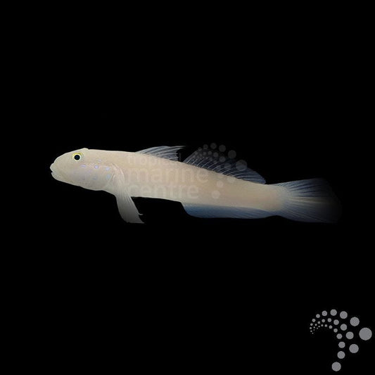 Gobio de tiza - Valenciennea sexguttata