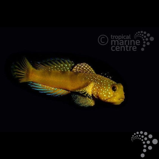 Gobio azufre - Cryptocentrus cinctus