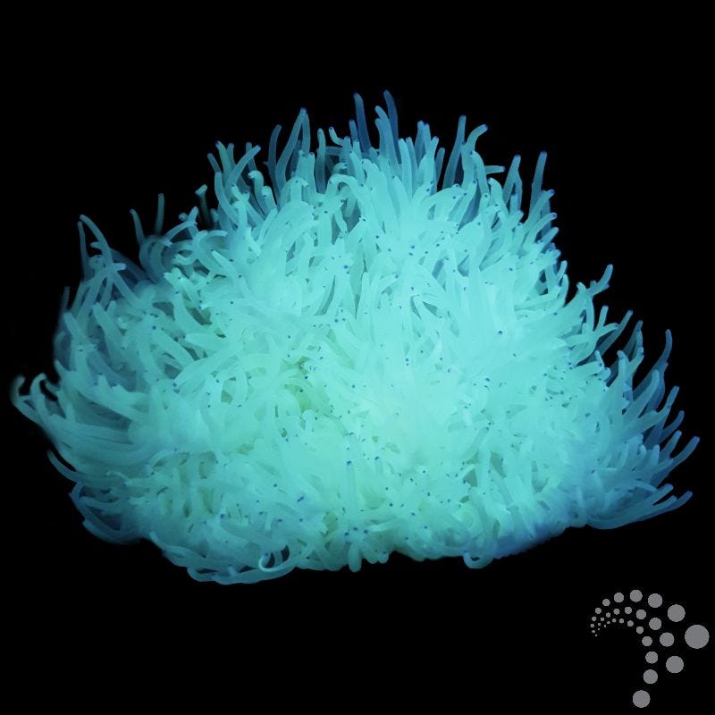 Anémona Malu Blanca - Heteractis crispa