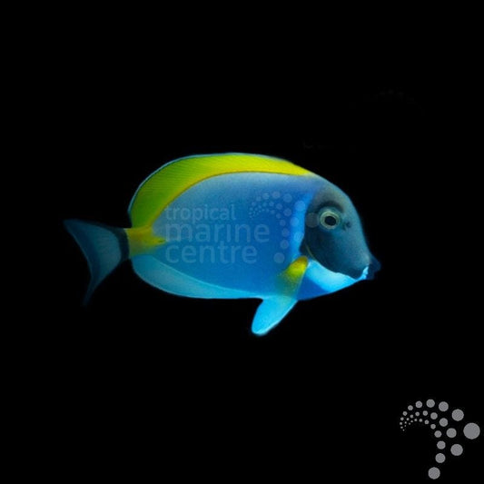 Pez Cirujano de Vientre Blanco - Acanthurus leucosternon