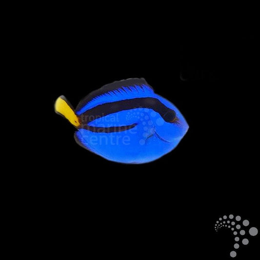 Pez Cirujano Real - Paracanthurus hepatus