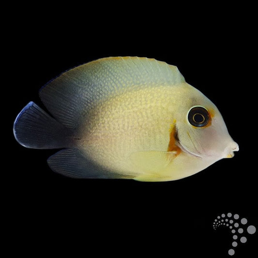 Pez Cirujano Mimético - Acanthurus pyroferus