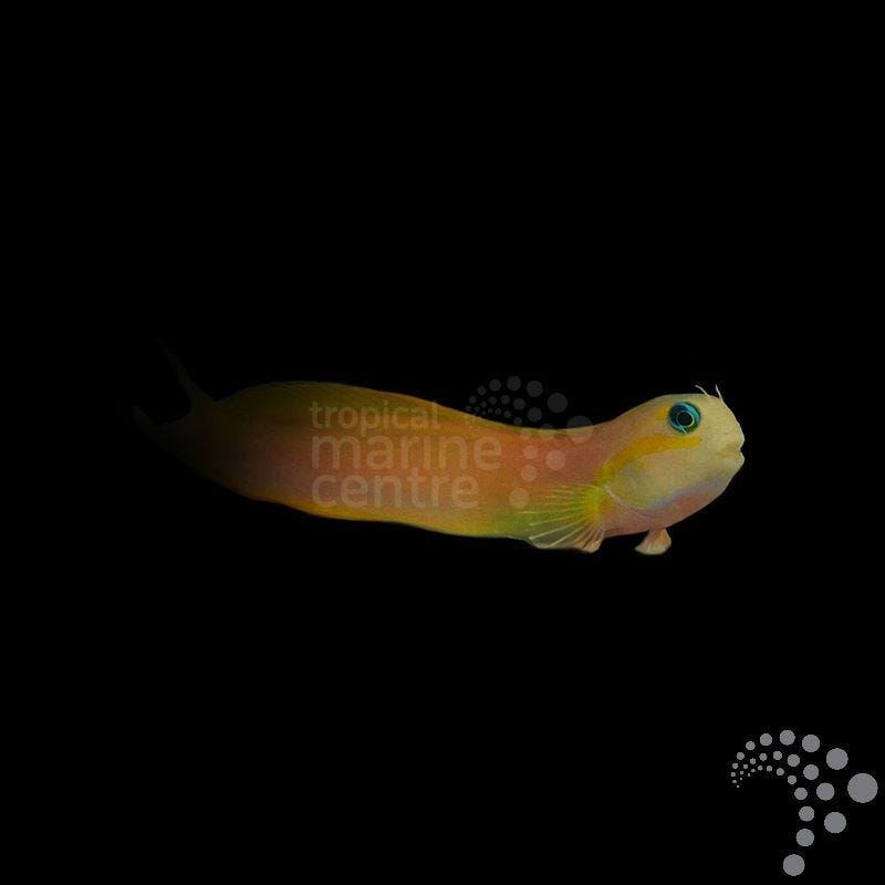 Blenio Midas - Ecsenius midas - CoralMastery | PECES