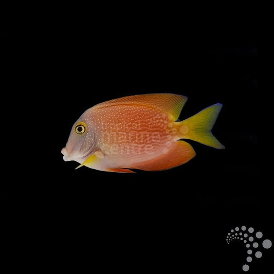 Pez Cirujano Mancha Plateada - Ctenochaetus truncatus