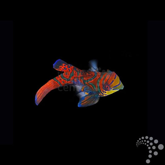 Mandarin - Synchiropus splendidus