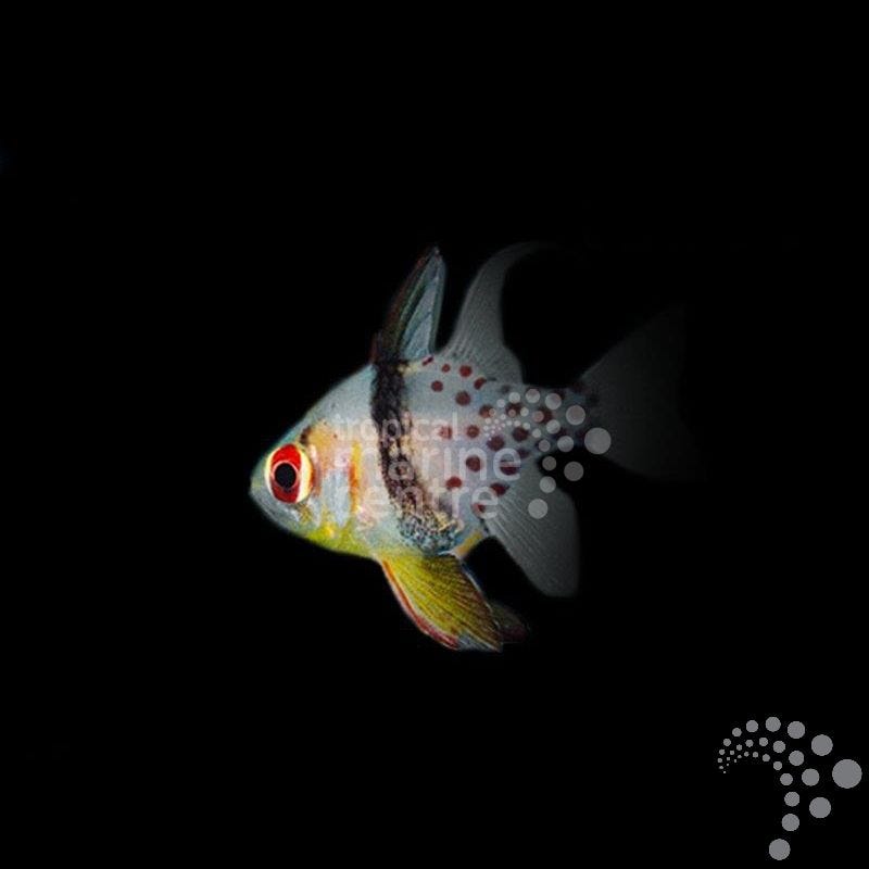 Cardenal Punteado - Sphaeramia nematoptera - CoralMastery | PECES