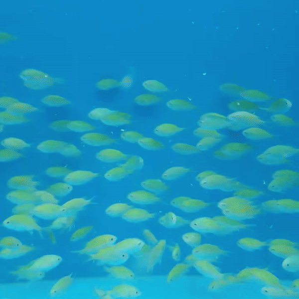 Chromis Verde - Chromis viridis