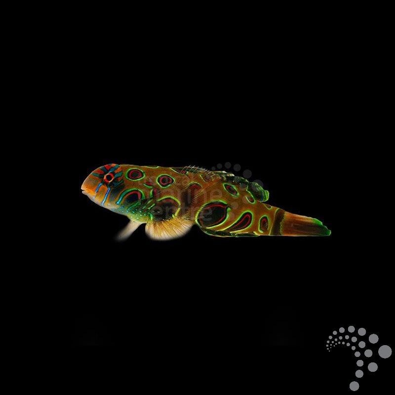 Dragoneta psicodélica/pintada - Synchiropus picturatus