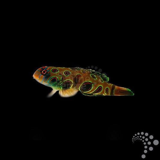 Dragoneta psicodélica/pintada - Synchiropus picturatus