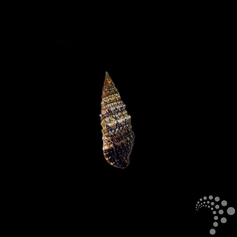 Caracol Céritulo - Cerithium spp.