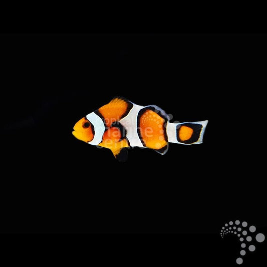 Pez Payaso Común Criado en Cautividad - Amphiprion ocellaris
