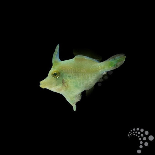 Pez lima come aiptasias - Acreichthys tormentosus