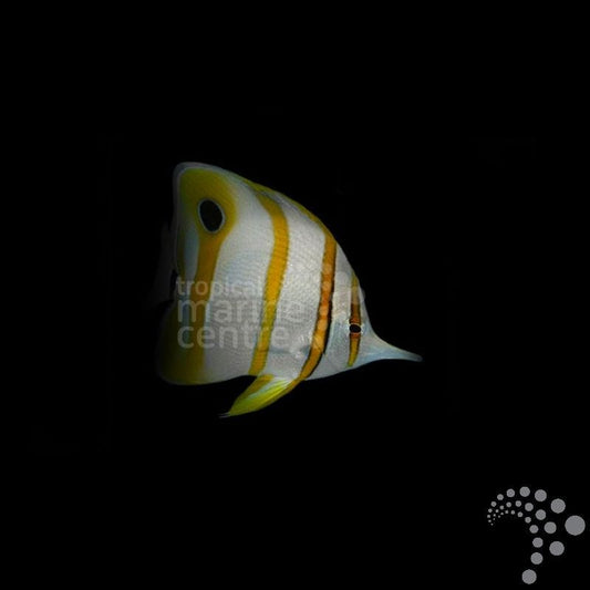 Pez Mariposa de Bandas Cobrizas - Chelmon rostratus