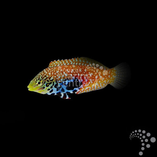 Lábrido Pavo Real - Macropharyngodon bipartitus