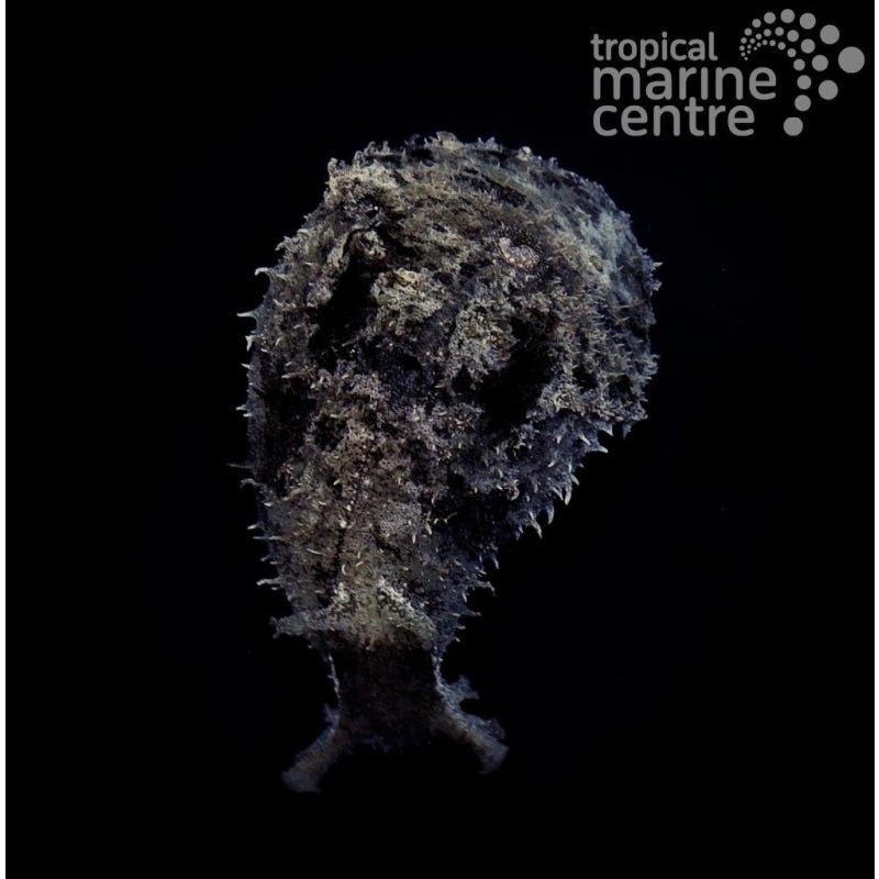 Dolabella auricularia (Liebre de mar / Wedge Sea Hare / Blunt-end Sea Hare)