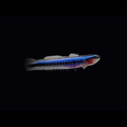 Elacatinus oceanops (Gobio enano neón / Neon tiny Goby)