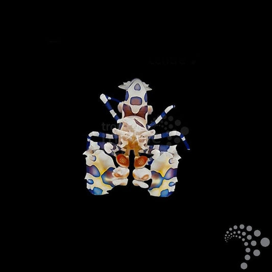 Hymenocera picta (Gamba/camarón arlequín) - CoralMastery | INVERTEBRADOS