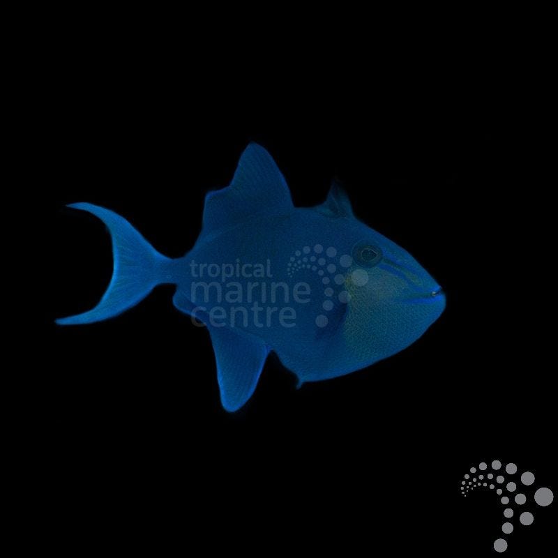 Odonus niger (Pez ballesta azul o Ballesta dientes rojos)