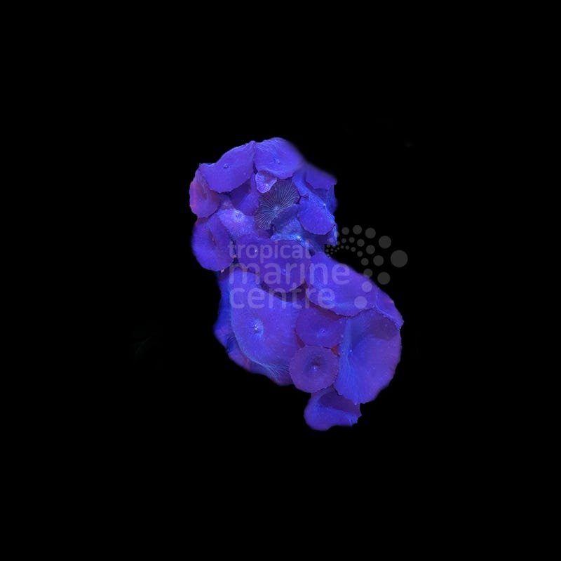 Discosoma AZUL - CoralMastery | CORAL
