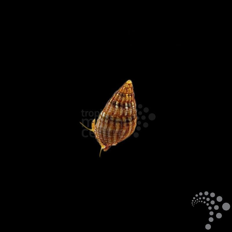 Nassarius Nitrus (Caracol nassarius o caracol limpiador de sustrato)