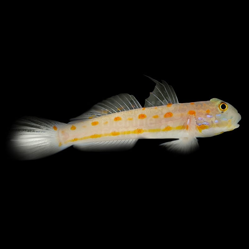 Valenciennea puellaris (Gobio diamante / Diamond Watchman Goby)