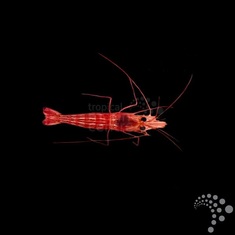 Camarón Mentita - Lysmata spp. (Come aiptasias)