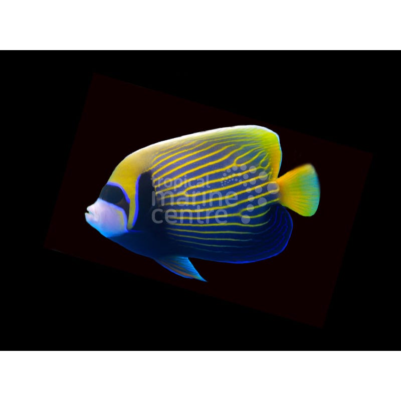Pez Ángel Emperador - Pomacanthus imperator - CoralMastery | PECES