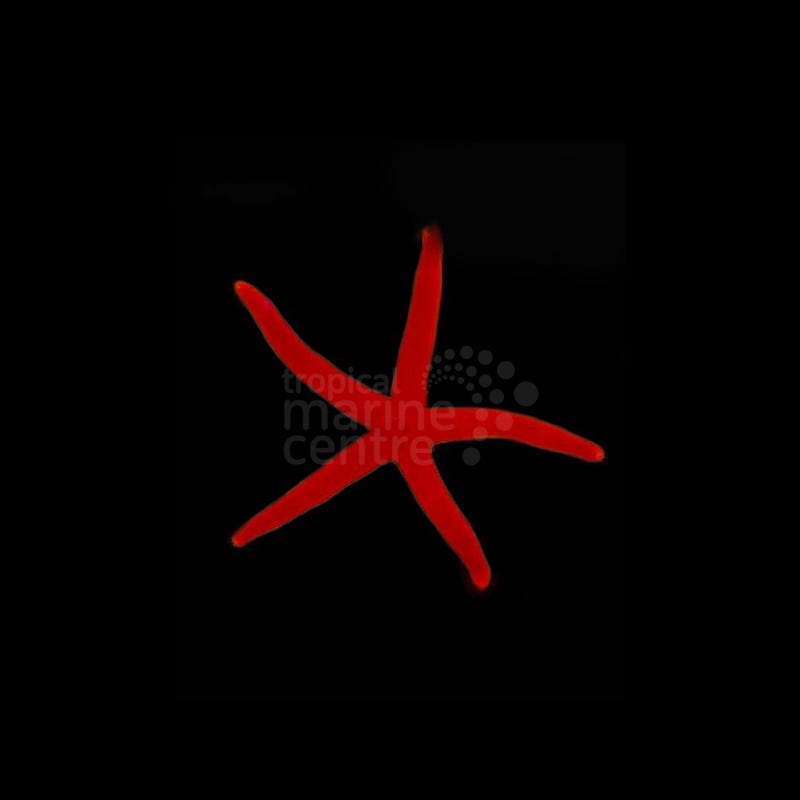 Echinaster sepositus (Estrella roja del Mediterráneo / Mediterranean Red Starfish)