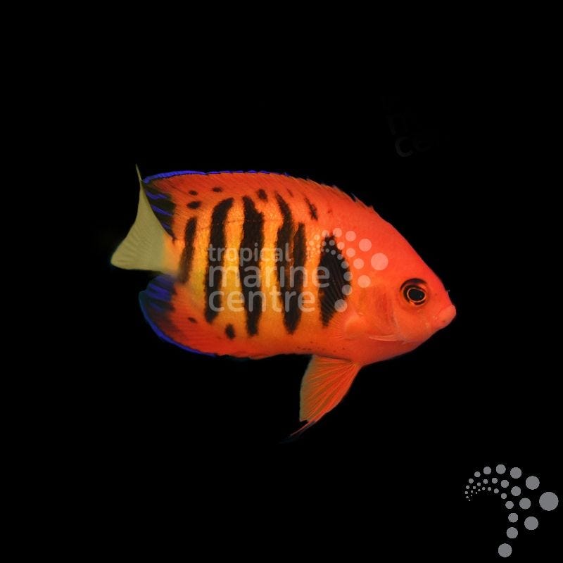 Centropyge loriculus (Pez ángel enano llama)