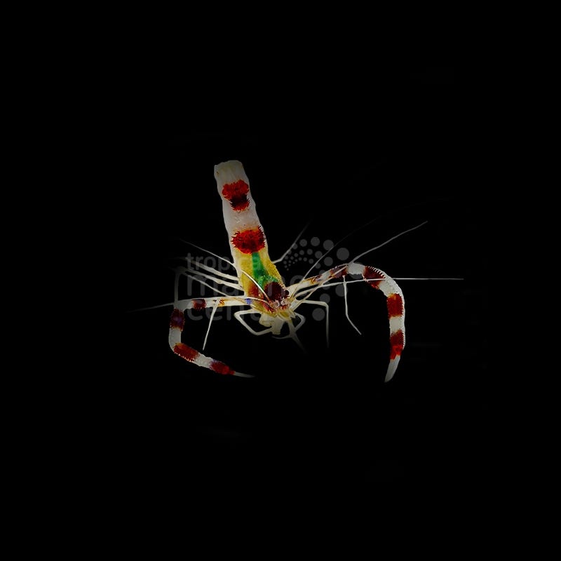 Stenopus hispidus - Camarón boxeador