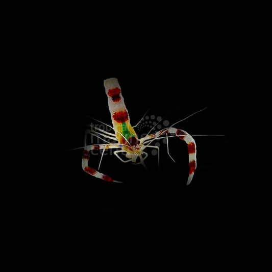Camarón Boxeador (Stenopus hispidus) | Envío Vivo - CoralMastery | INVERTEBRADOS
