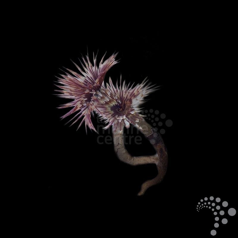 Sabellastarte spp. (Gusano de pluma o Gusano tubícola gigante)