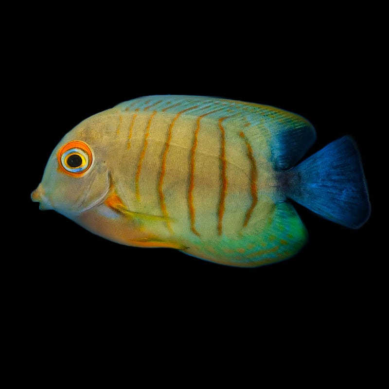 Acanthurus tristis (Pez cirujano Mimic del Índico)
