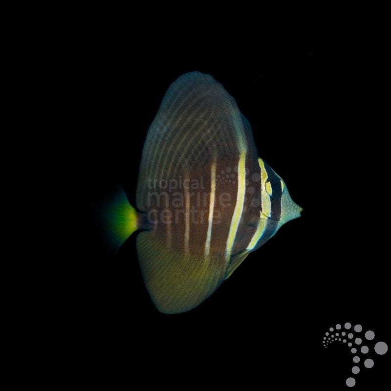 Zebrasoma veliferum (Pez cirujano vela o Cirujano velífero)